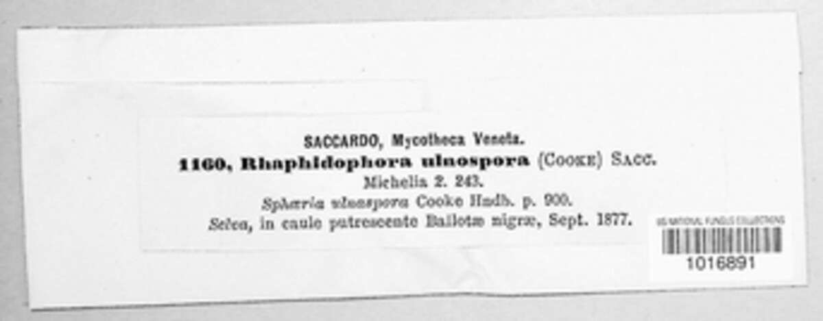 Ophiobolus ulnosporus image